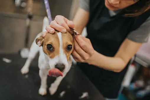 At-Home Guide to Cleaning Dog Ears